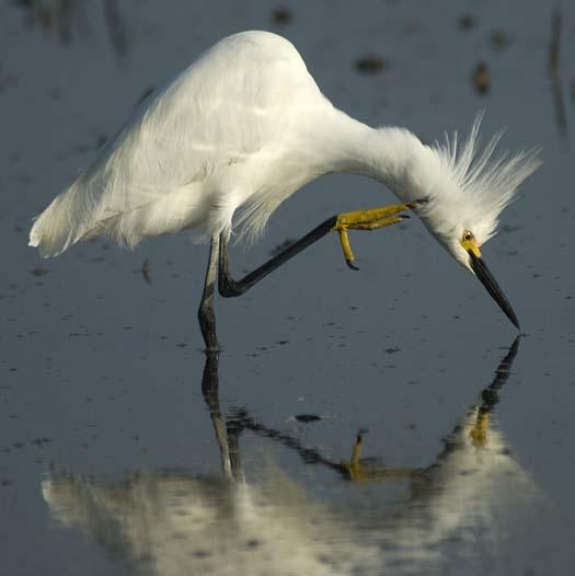 egrets-fishing2-6-1-2008_060108_2349.jpg