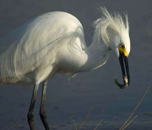 egrets-fishing2-6-1-2008_060108_2355.jpg