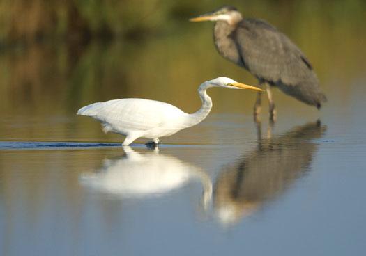 egrets-herons-9-30-2008_093008_9809.jpg