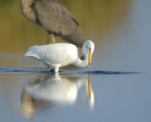 egrets-herons-9-30-2008_093008_9812.jpg