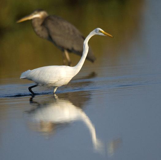 egrets-herons-9-30-2008_093008_9844.jpg