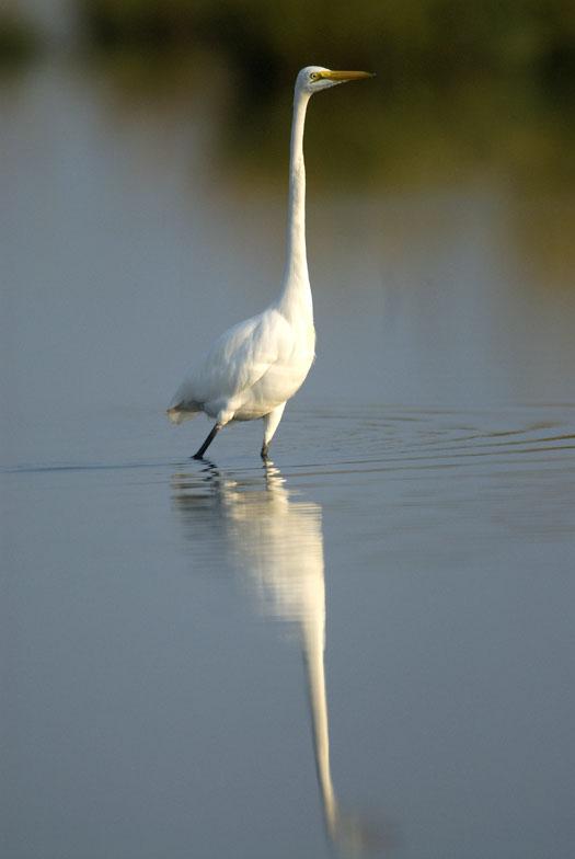 egrets-herons-9-30-2008_093008_9869.jpg