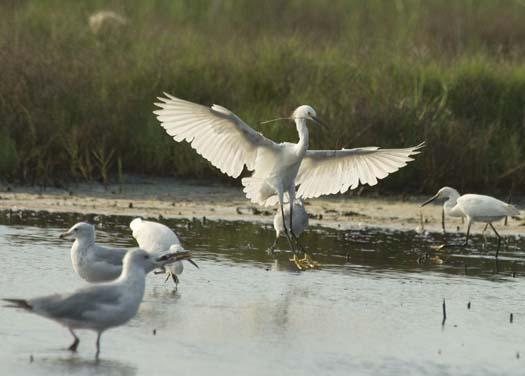 egrets-ibis-6-30-2008_063008_4664.jpg