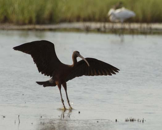 egrets-ibis-6-30-2008_063008_4670.jpg