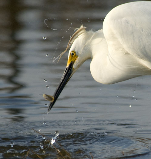 egrets-shorebirds-4-21-2008_052108_71571