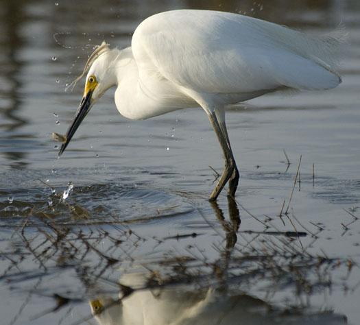 egrets-shorebirds-4-21-2008_052108_71572