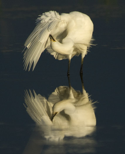 egrets-sunset-6-23-2009_062309_2681