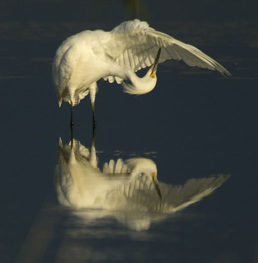 egrets-sunset-6-23-2009_062309_2709