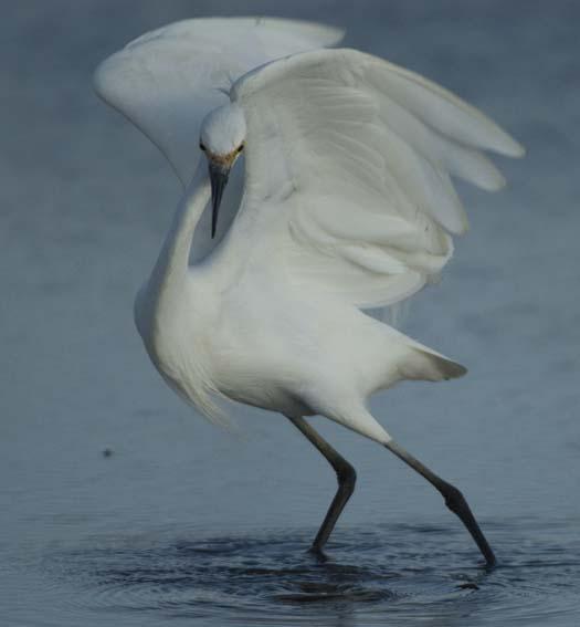 egrets_2-4-14-2008_041408_3488.jpg