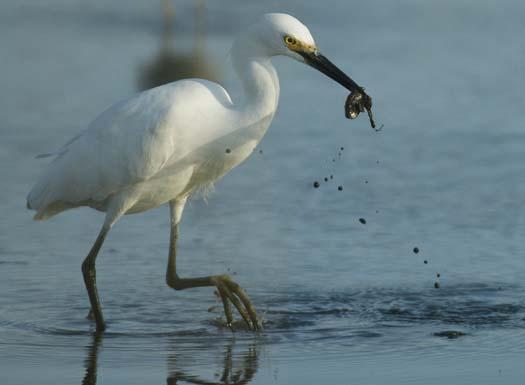 egrets_2-4-14-2008_041408_3515.jpg