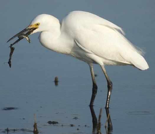 egrets_2-4-14-2008_041408_3527.jpg