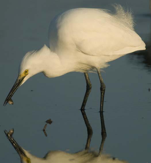 egrets_4-4-14-2008_041408_3981.jpg