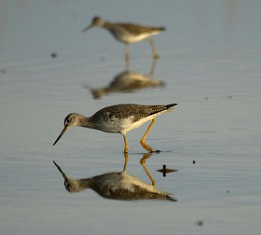 enter-custom-name-herefirst-yellow-legs-3-11-2009_031109_4918