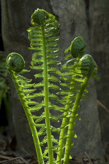 ferns-maple-flowers-sunset-4-5-2009_040509_6711