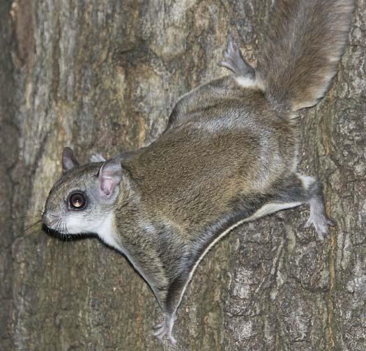 flying-squirrels-4-5-2008_040508_2224.jpg