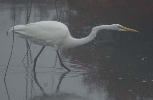 fowlers-sunrise-egrets-10-6-2007-95copy1.jpg