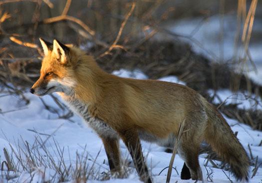 fox-in-snow-at-bombay-3-4-2009_030409_4420