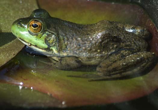 frog-4-26-2008_042608_5189.jpg