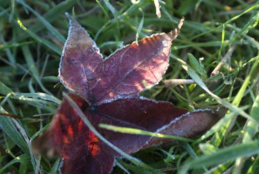 frosty-leaves-and-heron-11-11-2007_1469copy1.jpg