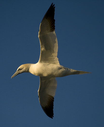 gannets-gulls-3-23-2009_032309_5782