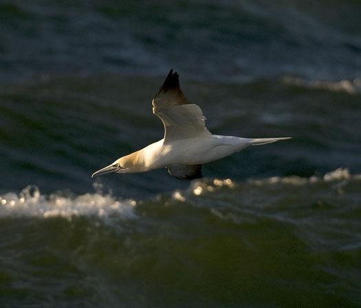 gannets-gulls-3-23-2009_032309_5813