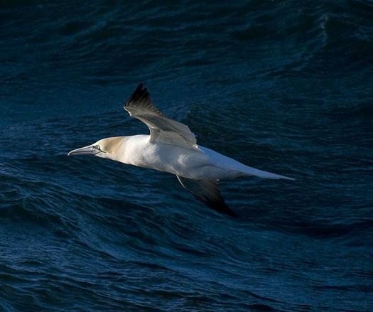 gannets-gulls-3-23-2009_032309_5816