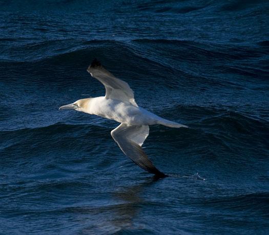 gannets-gulls-3-23-2009_032309_5817