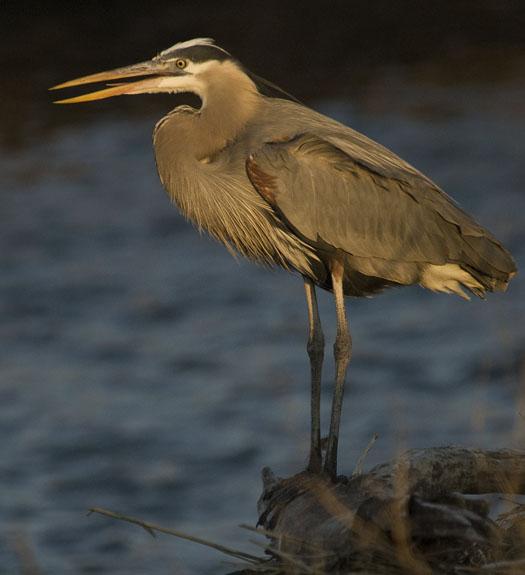 gbh-bombay-3-30-2009_033009_6153