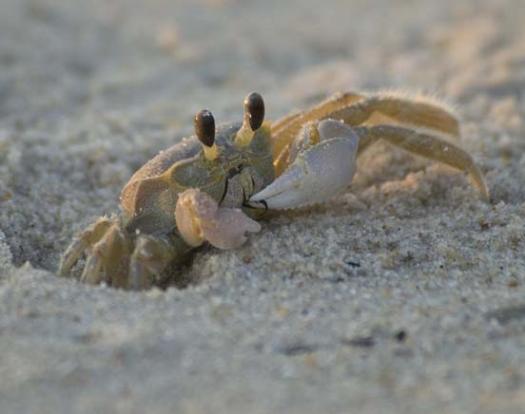 ghost-crab-lighthouse-7-2-2008_070208_5133.jpg