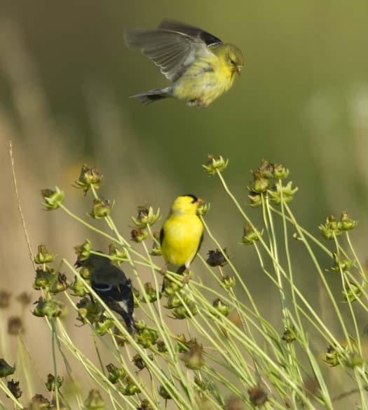 gold-finches-6-18-2008_061808_3882.jpg