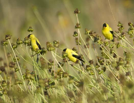 gold-finches-6-18-2008_061808_3906.jpg