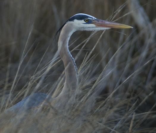 great-blue-3-29-2009_032909_5961