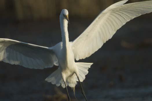 great-egret_4-4-14-2008_041408_3940.jpg