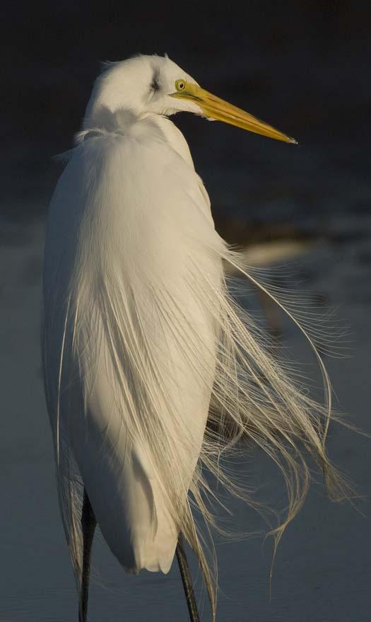 great-egret_4-4-14-2008_041408_3949.jpg