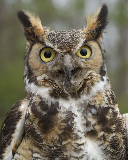 great-horned-owl-4-1-2008_1875.jpg