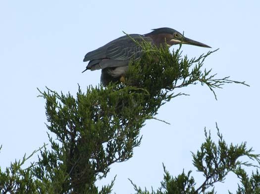 green-heron-7-9-2008_070908_5738.jpg