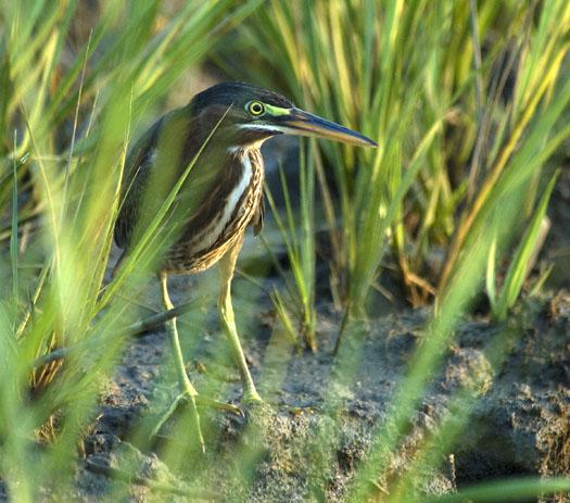 green-heron-cast-net-sunset-8272009_6295