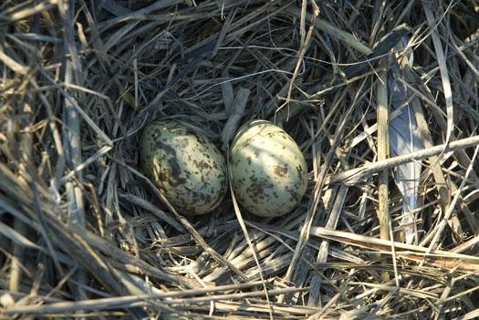 gull-nests-oyster-catcher-7-6-2009_070609_3216