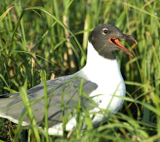 gull-nests-oyster-catcher-7-6-2009_070609_3278