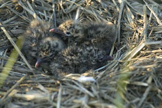 gull-nests-oyster-catcher-7-6-2009_070609_3340