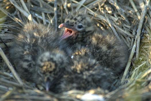 gull-nests-oyster-catcher-7-6-2009_070609_3368