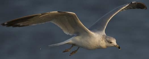 gulls-3-21-2008_1435.jpg