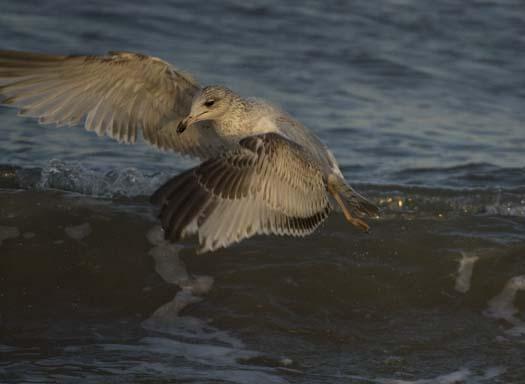 gulls-3-21-2008_1463.jpg