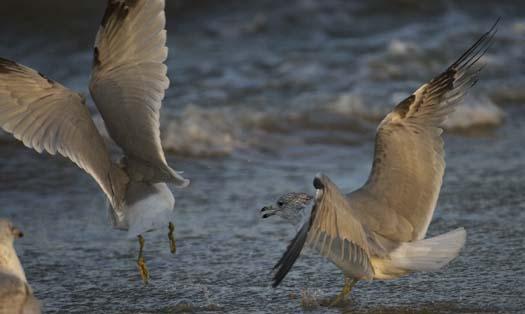 gulls-3-21-2008_1480.jpg