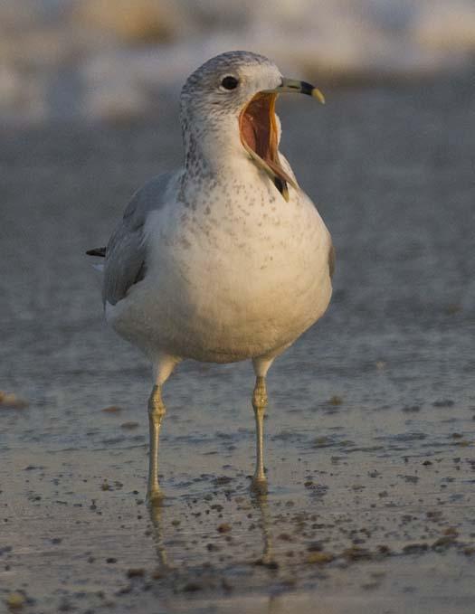 gulls-3-21-2008_1525.jpg