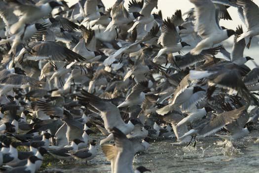 gulls-pelican-egrets-7-18-2008_071808_7266.jpg