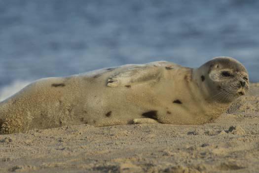 harp-seal-cape-2-3-2008_7618copy1.jpg