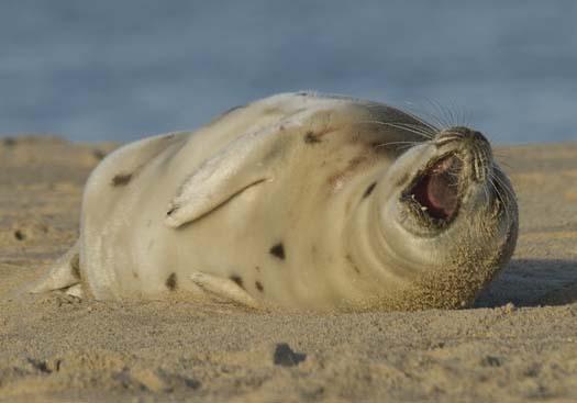 harp-seal-cape-2-3-2008_7675copy1.jpg