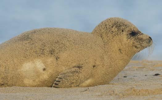 harp-seal-cape-2-3-2008_7908copy1.jpg