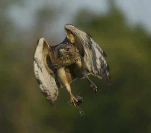 hawk-with-mouse-4-29-2008_042908_5460.jpg